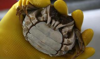 公蟹母蟹的区别图片 公蟹母蟹的区别图片