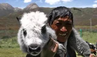 一只野生牦牛重400千克几头野生牦牛重约一吨 一头牦牛价值多少